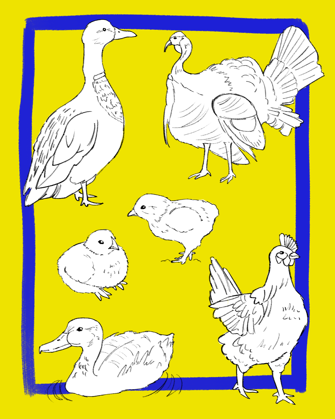 Bird Drawings